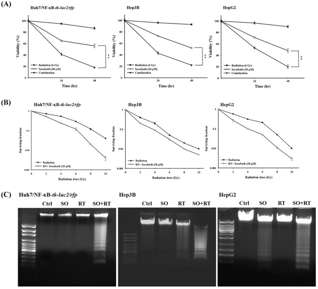 Combination therapy significantly enhances cytotoxicity and apoptosis in all three human HCC cell lines.