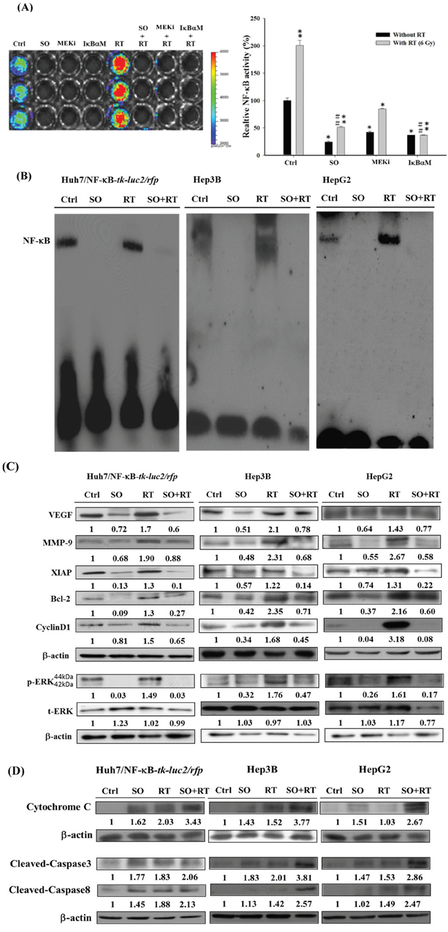 Sorafenib inhibits the radiation-induced activity of NF-&#x03BA;B and its downstream proteins expressions via downregulating the ERK pathway.