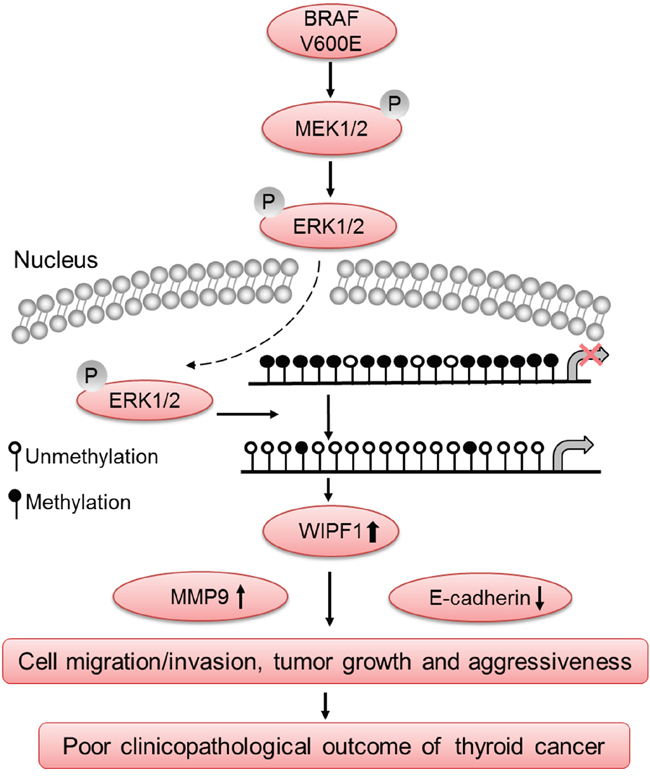 Schematic diagram illustrating the role of WIPF1 in BRAF W600E/MAP kinase pathway-promoted tumorigenesis and aggressiveness of thyroid cancer.