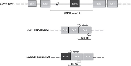 CDH1 gene and related transcripts.