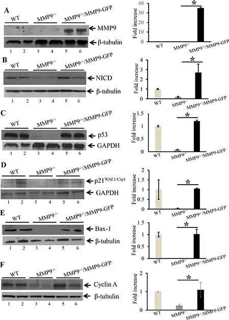 Re-erexpression of MMP9 in MMP9&#x2013;/&#x2013; MEFs resulted in increased expression of NICD, p53 and p21WAF1/Cip1.