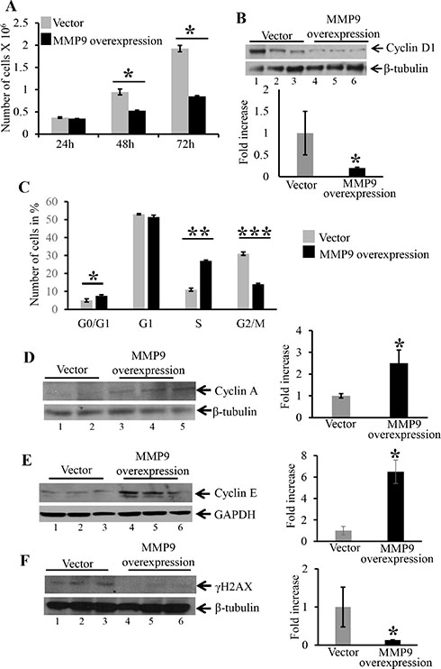 Overexpression MMP9 in human colon carcinoma cell line HCT116 displayed decreased cell proliferation, initiates cell cycle arrest in S phase and decreased DNA damage.