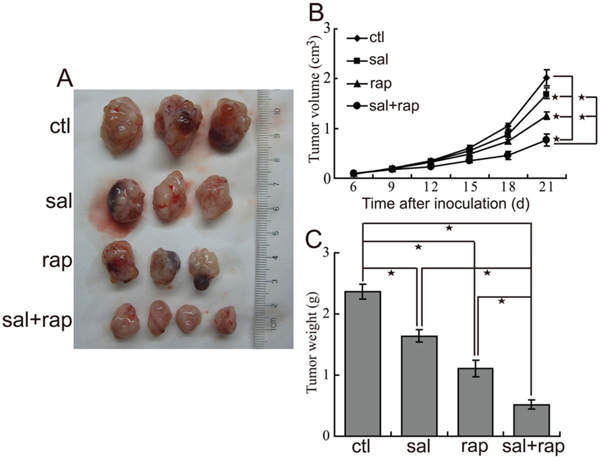 The combination of salubrinal and rapamycin inhibits the growth of CCA xenografts in nude mice.
