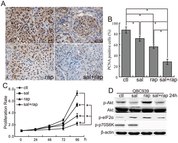 The combination of salubrinal and rapamycin inhibits the growth of human CCA cells in vitro and in vivo.