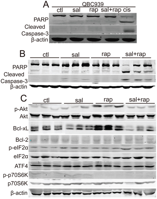 The combination of salubrinal and rapamycin induces apoptosis of human CCA cells in vivo.