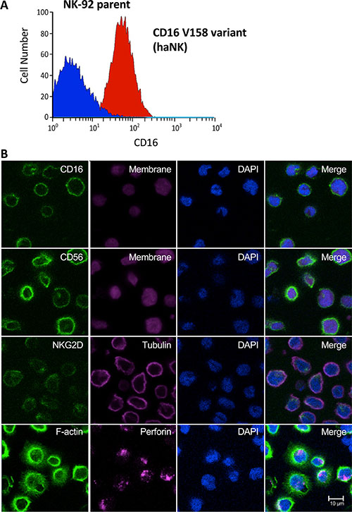 Analyses of CD16 high affinity variant (V158) in haNK cells.