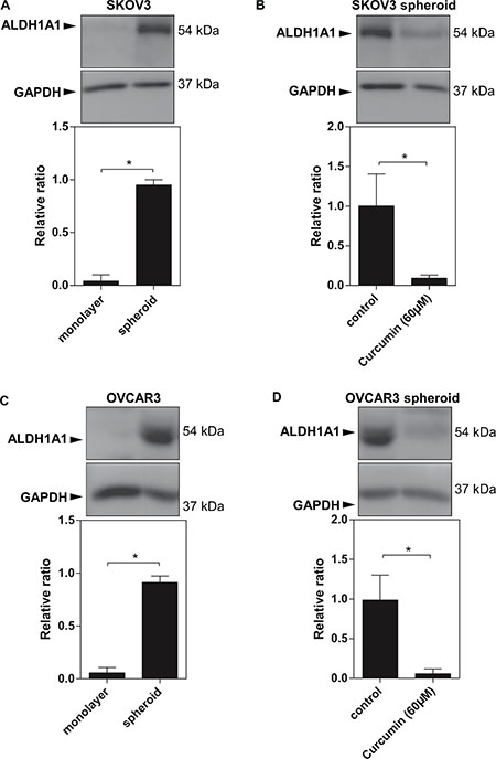 Increased ALDH1A1 expression in EOC spheroids.