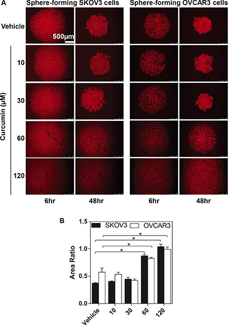 The inhibitory effects of curcumin on SKOV3 and OVCAR3 sphere formation.