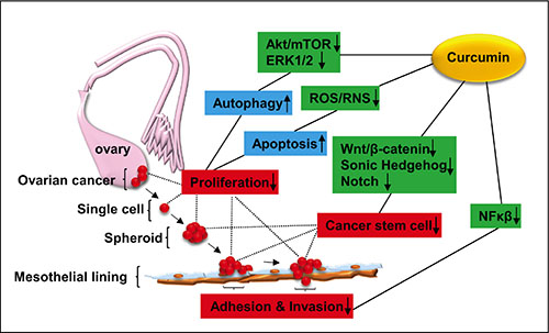 Schematic diagram showing the possible signalling pathways related to the inhibitory effect of curcumin on ovarian cancer development.