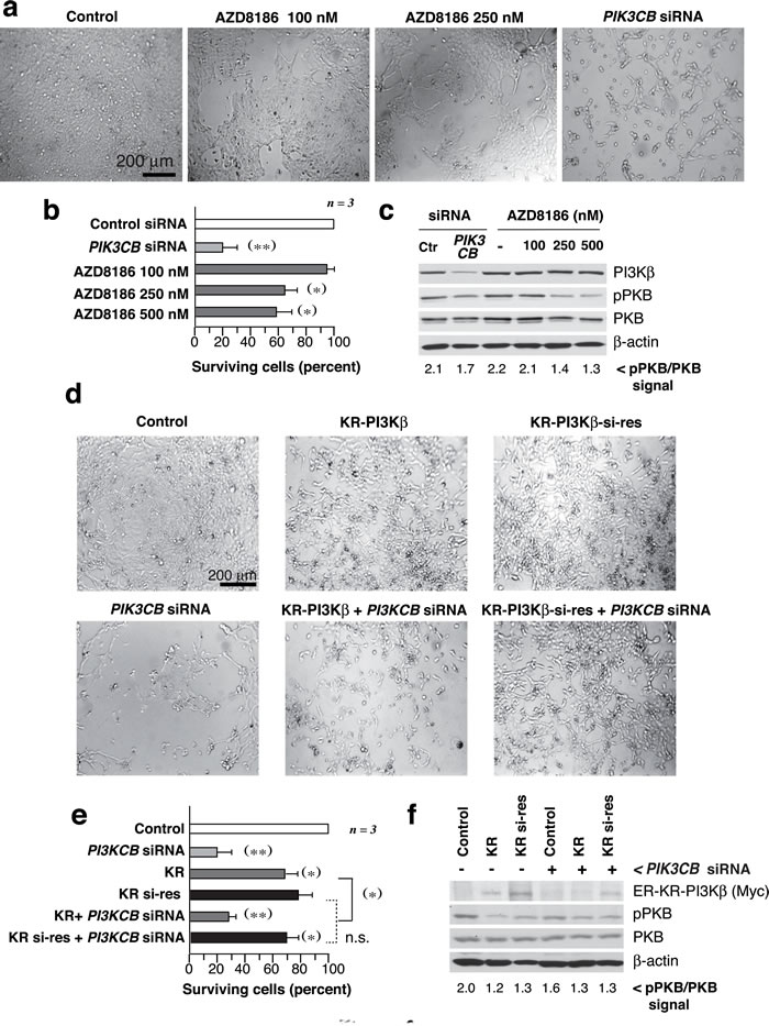 PI3K&#x3b2; regulates UBC cell survival in a kinase-independent manner.