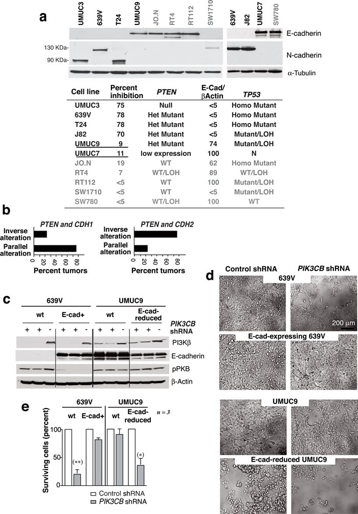 E-cadherin expression determines UBC line sensitivity to si