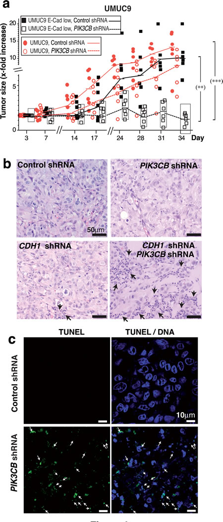 E-cadherin depletion sensitizes