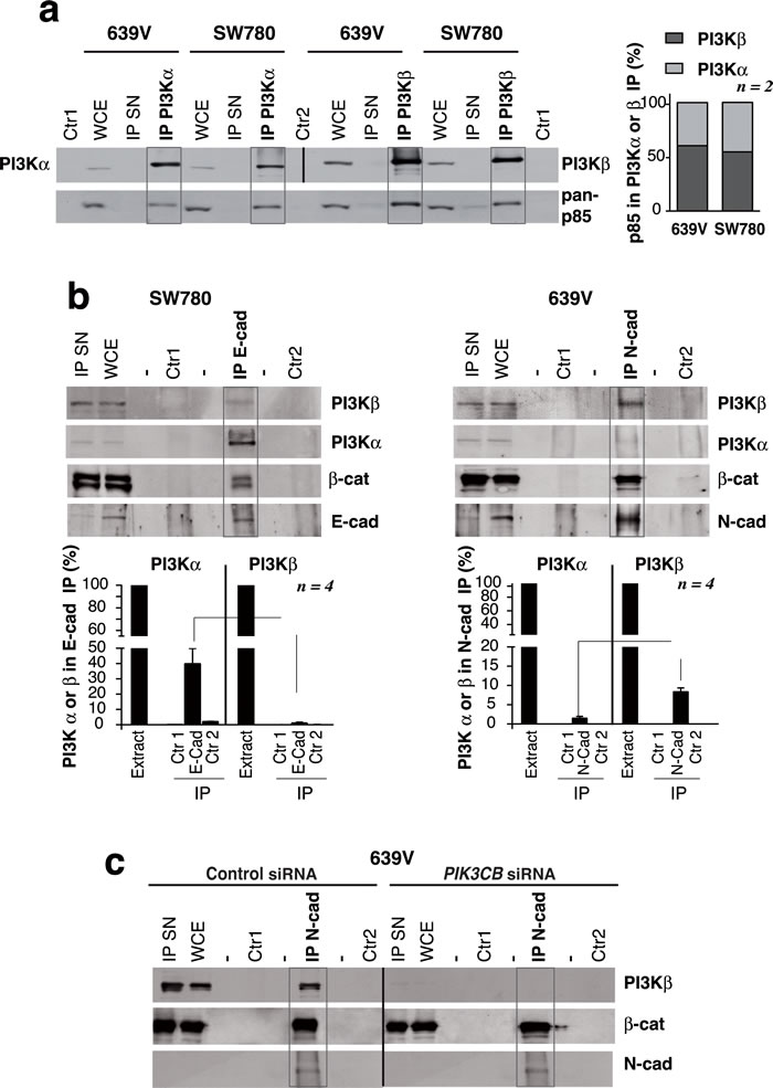 PI3K&#x3b2; associates with N-cadherin in