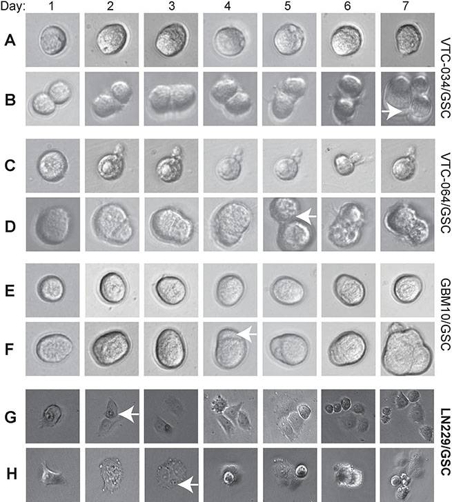 Dividing of single GSCs.