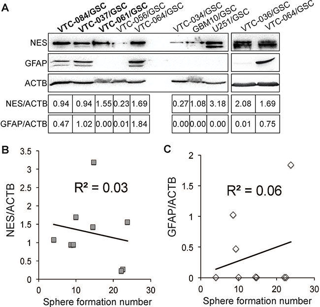 Expression of nestin and GFAP in GSCs.