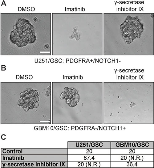 The effect of imatinib and &#x03B3;-secretase inhibitor IX on U251/GSCs and GBM10/GSCs.