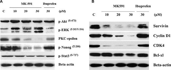 5-Lox inhibition-induced apoptosis in prostate cancer stem cells involves inhibition of PKC&#x03B5;, but not Akt or ERK.