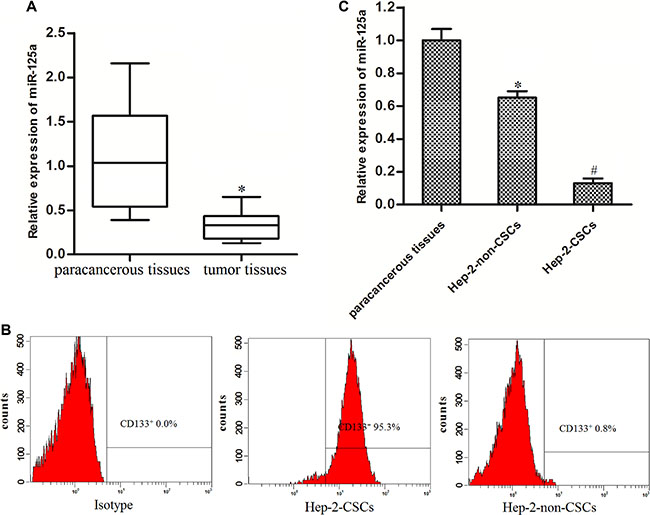 MiR-125a is decreased in LCC tissues and Hep-2-CSCs.