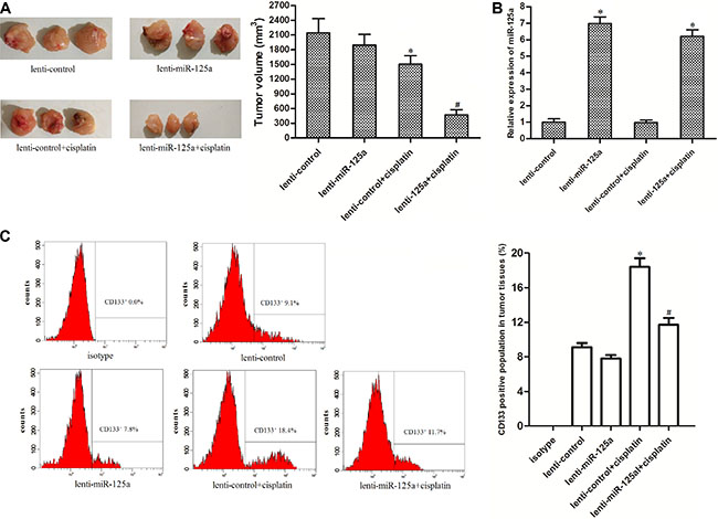 Overexpression of miR-125a increases the anti-tumor effect of cisplatin on LCC in vivo.