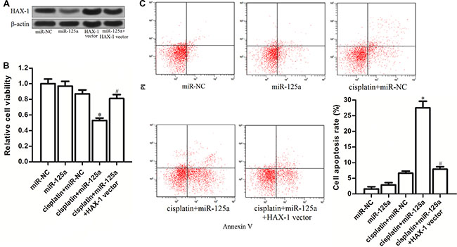 MiR-125a/HAX-1 axis increases the sensitivity of Hep-2-CSCs to cisplatin.