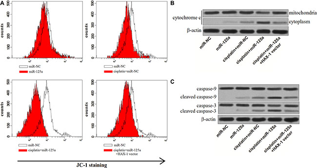 MiR-125a/HAX-1 axis promotes the mitochondrial apoptosis of Hep-2-CSCs treaed with cisplatin.