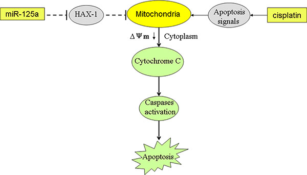 Schema of the predicted mechanisms implicated in Hep-2-CSCs response to cisplatin and miR-125a.