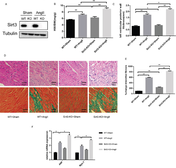 Sirt3 deficiency aggrevates AngII-induced murine myocardial hypertrophy.