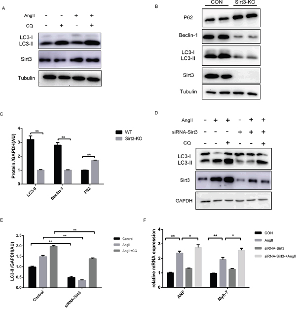 Sirt3 activation by AngII increases autophagy flux in vitro.
