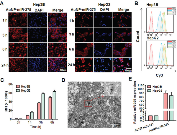 Cellular uptake of AuNP-miR-375 in hepatoma cells and release of miR-375.
