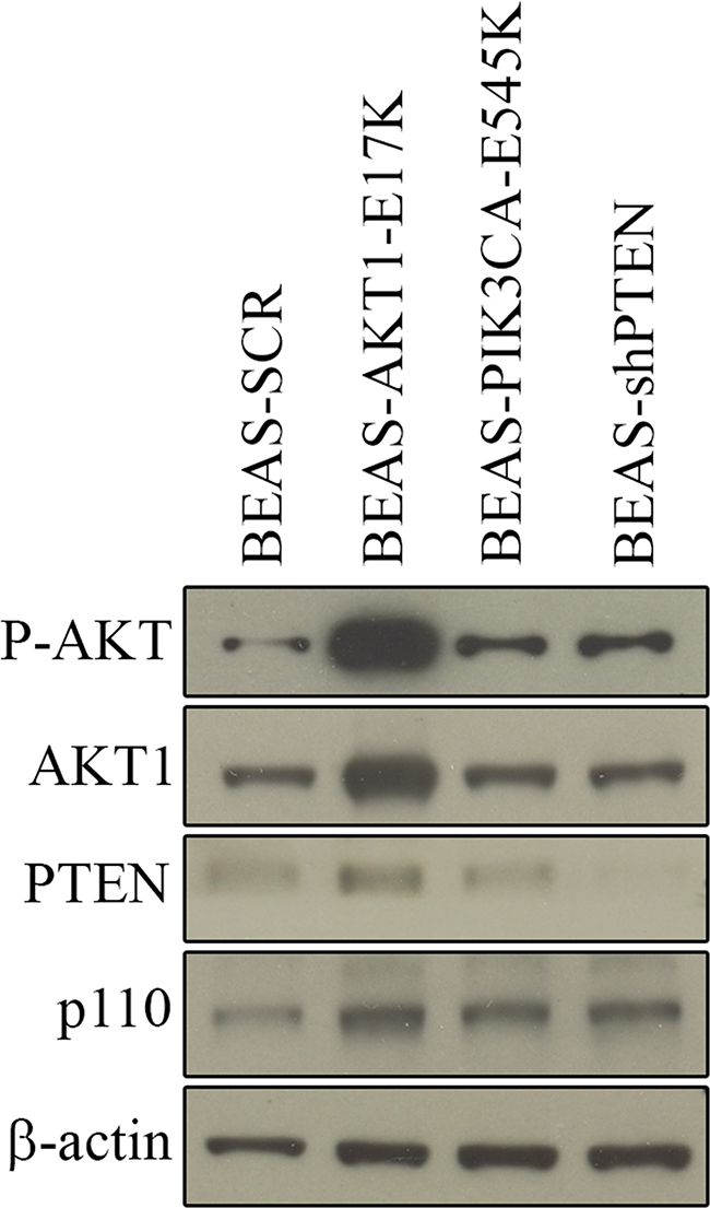 Expression of AKT1-E17K, PIK3CA-E545K, PTEN in BEAS-2B cells and derivatives.