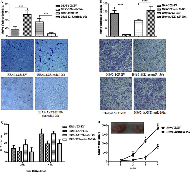 MiR-196a regulates migration and tumorigenicity of NSCLC cells.