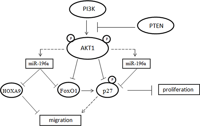 Model explaining the relationship among PI3K, AKT1, miR-196a, FoxO1, p27 and HOXA9.