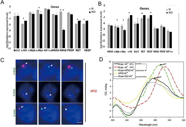 XPi2 regulates KRAS expression and interacts with the KRAS promoter.