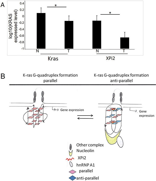 The comparison between XPi2 and KRAS expression in normal and tumor tissues.