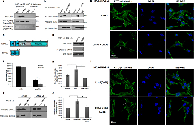 LMO2 blocked LIMK1-mediated cofilin1 phosphorylation and impaired stress fiber formation in basal breast cancer cells.