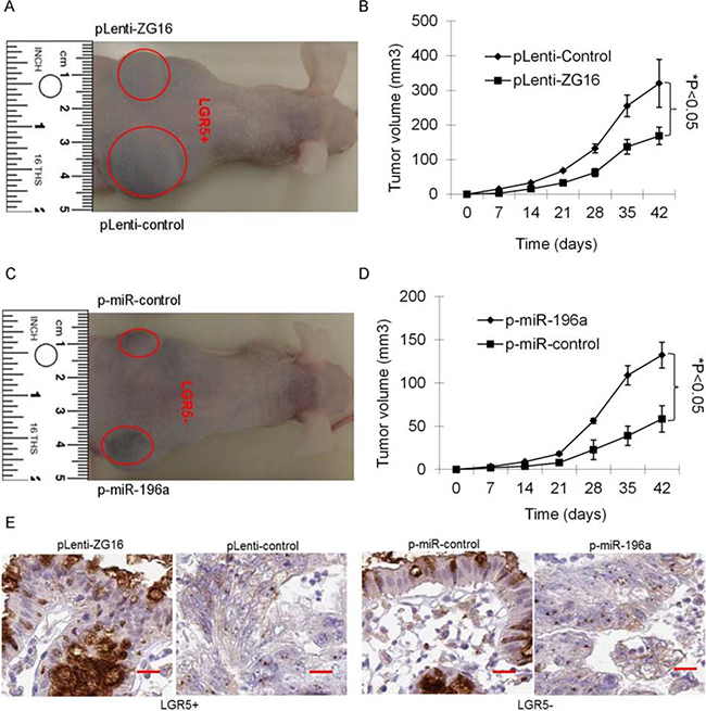 miR-196a/ZG16 contributes tumor growth of stem-like CRCs in vivo.