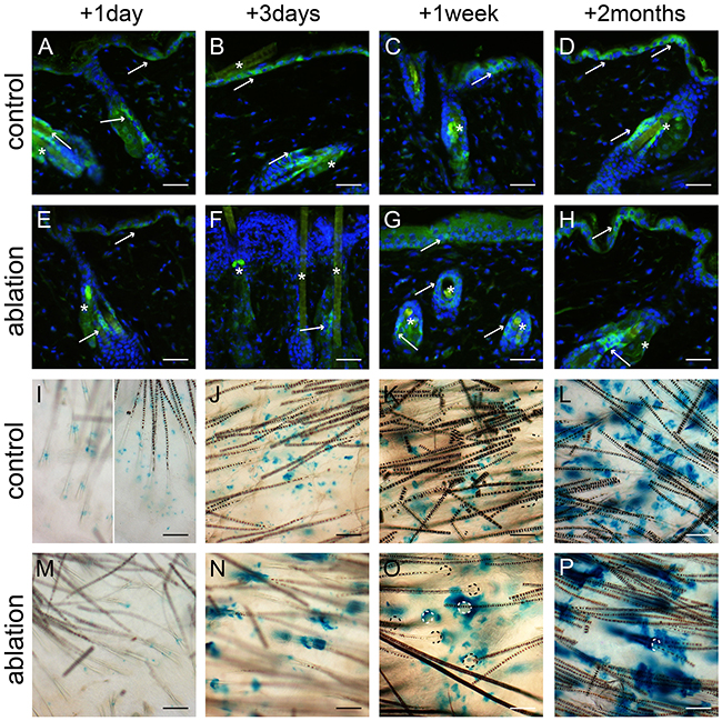 Lgr6+ stem cells and their progeny in haired mice after UV overexposure.