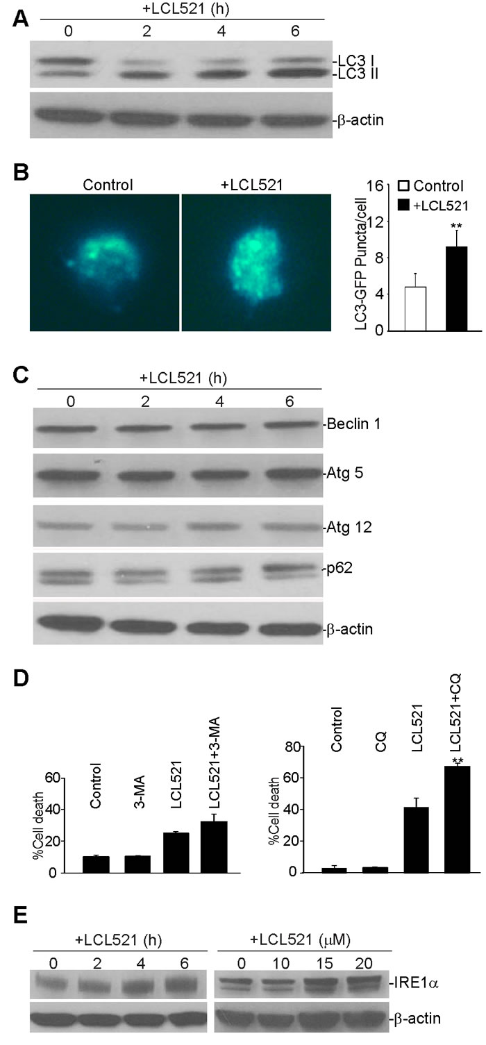 Inhibition of acid ceramidase increase autophagy in MDSC-like myeloid cells.