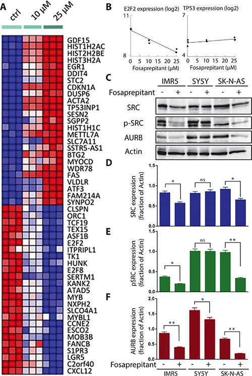 TACR1 inhibition by fosaprepitant leads to decreased SRC phosphorylation and is associated with dose-dependent significant and specific gene expression changes.