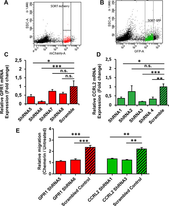 CCRL2 and GPR1 receptors are required for Chemerin-stimulated squamous cell carcinoma migration.