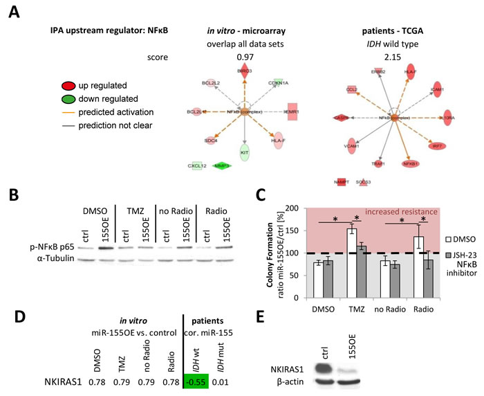 NFkB activation was found as common theme upon miR-155 expression.