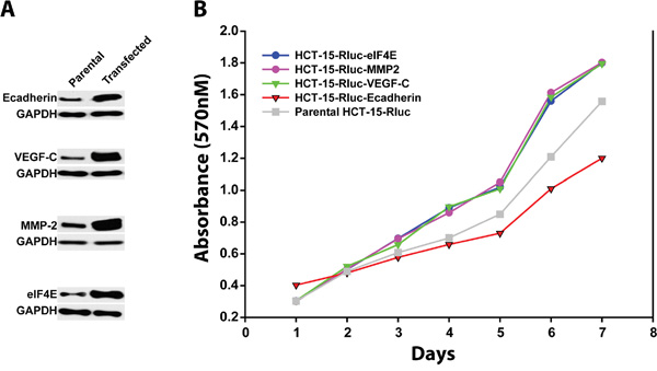 The growth rates of colon cancer cell lines HCT-15/Rluc with overexpression of E-cadherin, MMP-2, VEGF-c and eIF4E and parental HCT-15/Rluc.