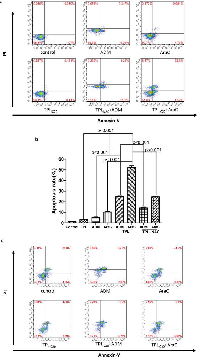 TPL increased apoptosis induced by araC or ADM in NALM-6/R cells, an event blocked by the antioxidant NAC, as well as in primary R/R ALL cells.