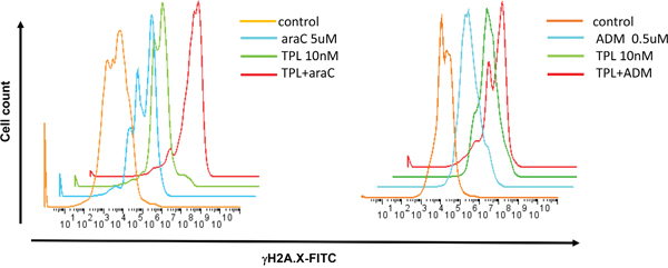 Co-exposure to TPL and araC or ADM leads to increased expression of &#x03B3;H2A.X, a marker for DNA double-strand break.