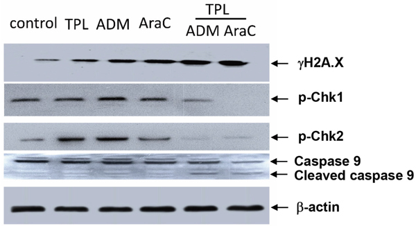 Co-treatment with TPL and araC or ADM disrupts DNA damage checkpoint and induces caspase 9 activation in NALM-6/R cells.