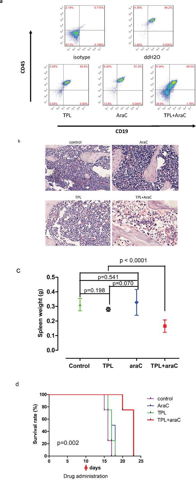 The regimen combining TPL with araC reduces tumor burden and prolongs animal survival in a mouse xenograft model of NALM-6/R cells.