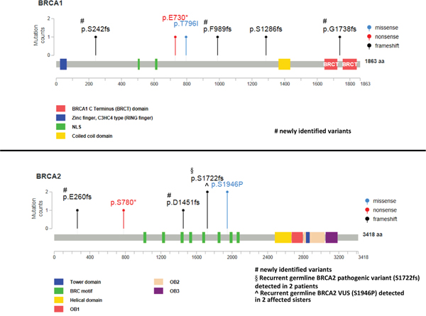 Pathogenic BRCA1/2 variants identified in the study cohort according to their amino acid position.