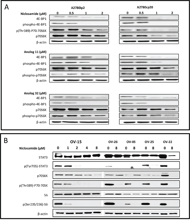 mTOR/STAT3 inhibition of ovarian cancer cell lines and patient samples.