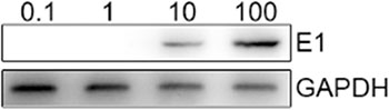 E1a protein is detected in CTL after infected with different MOI of adenoviruses.