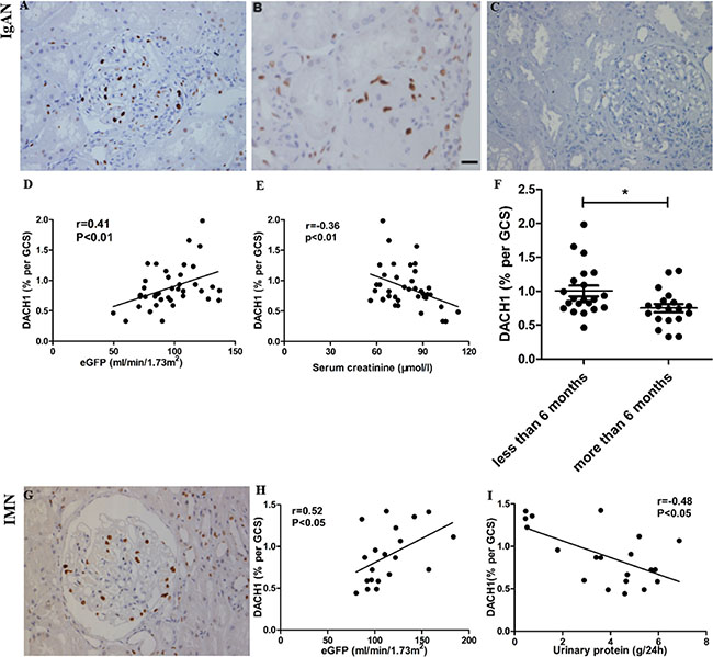 DACH1 expression in immunoglobulin A nephropathy (IgAN) and idiopathic membranous nephropathy (IMN) and its correlation with clinical parameters.